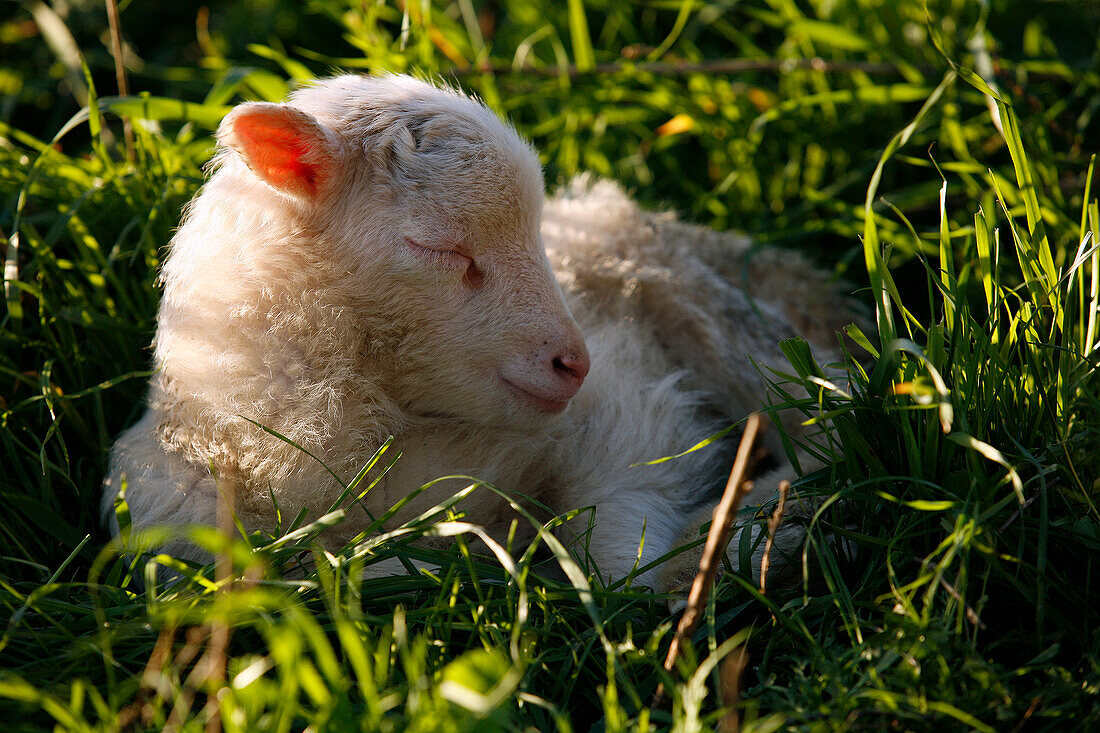 Ein kleines Lamm liegt in einer Wiese und schläft, nahe Manacor, Mallorca, Balearen, Spanien, Europa