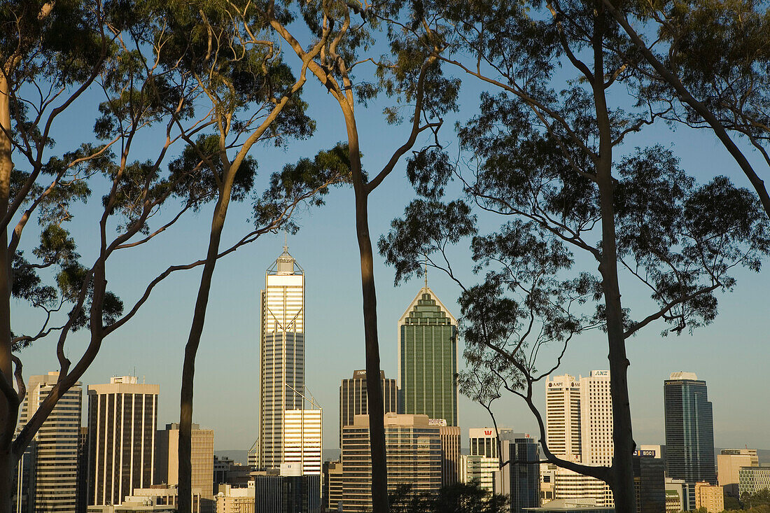 Skyline von Perth, Blick durch vereinzelte Eukalyptusbäume, Perth, Western Australia, Australien