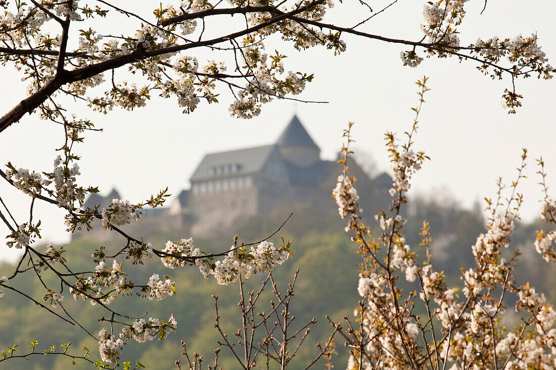 Schloss Waldeck gesehen durch blühende Bäume, Edersee, Nordhessen, Hessen, Deutschland, Europa