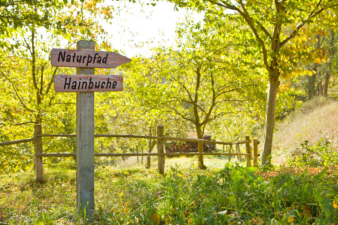 Ein Wegweiser zeigt die Richtung zum Naturpfad Hainbuche in einem Buchenwald, Lichtenfels, Nordhessen, Hessen, Deutschland, Europa