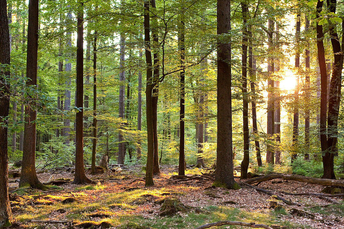 Kellerwald forest with early morning sun rays shining through beech trees in Kellerwald-Edersee National Park, Odershausen, Bad Wildungen, Hesse, Germany, Europe