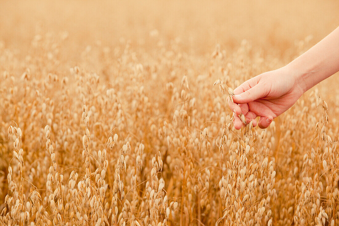 Hand touching ripe seeds in an oat field, Frankenau, Hesse, Germany, Europe