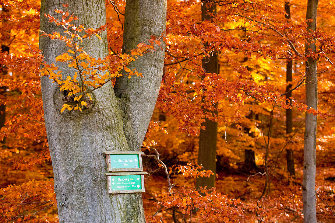 Autumn forest with signposts directing to the Suentelbuchen beech trees, Odershausen, Bad Wildungen, Hesse, Germany, Europe