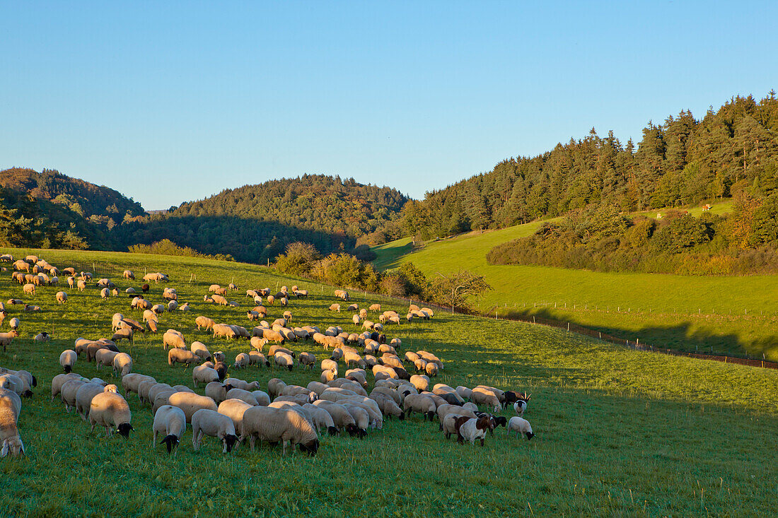 A flock of sheep on a meadow in Lengeltal valley in Kellerwald-Edersee National Park at sunset, Frankenau, Hesse, Germany, Europe