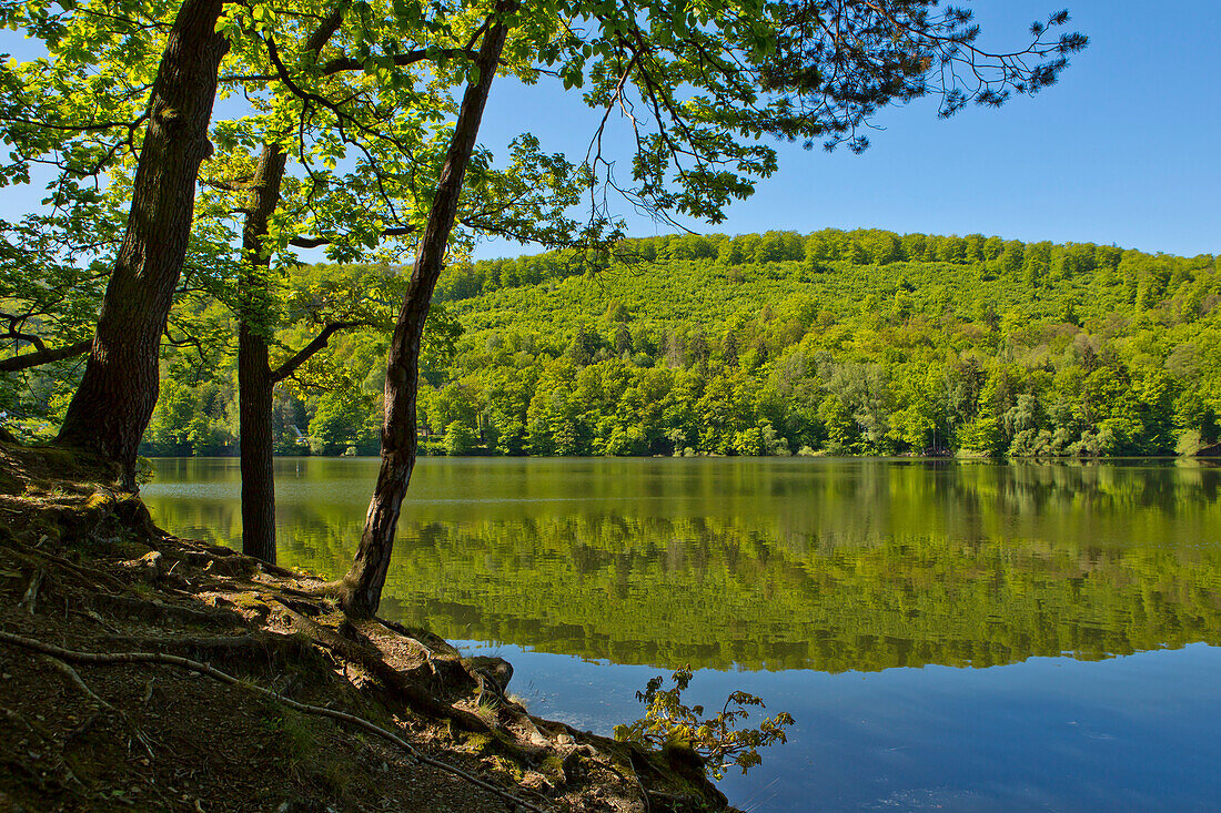 Frühling am Edersee: Am Ufer stehen Bäume mit Blick auf die spiegelnde Fläche des Sees im Nationalpark Kellerwald-Edersee, Asel Süd, Edersee, Nordhessen, Hessen, Deutschland, Europa