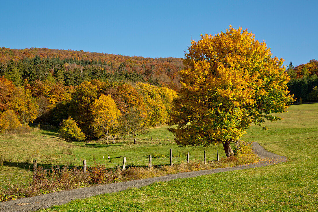 Herbst im Kellerwald: Ein klassischer Baum im Herbstkleid mit Feldweg richtung Wald im Nationalpark Kellerwald-Edersee, Altenlotheim, Nordhessen, Hessen, Deutschland, Europa