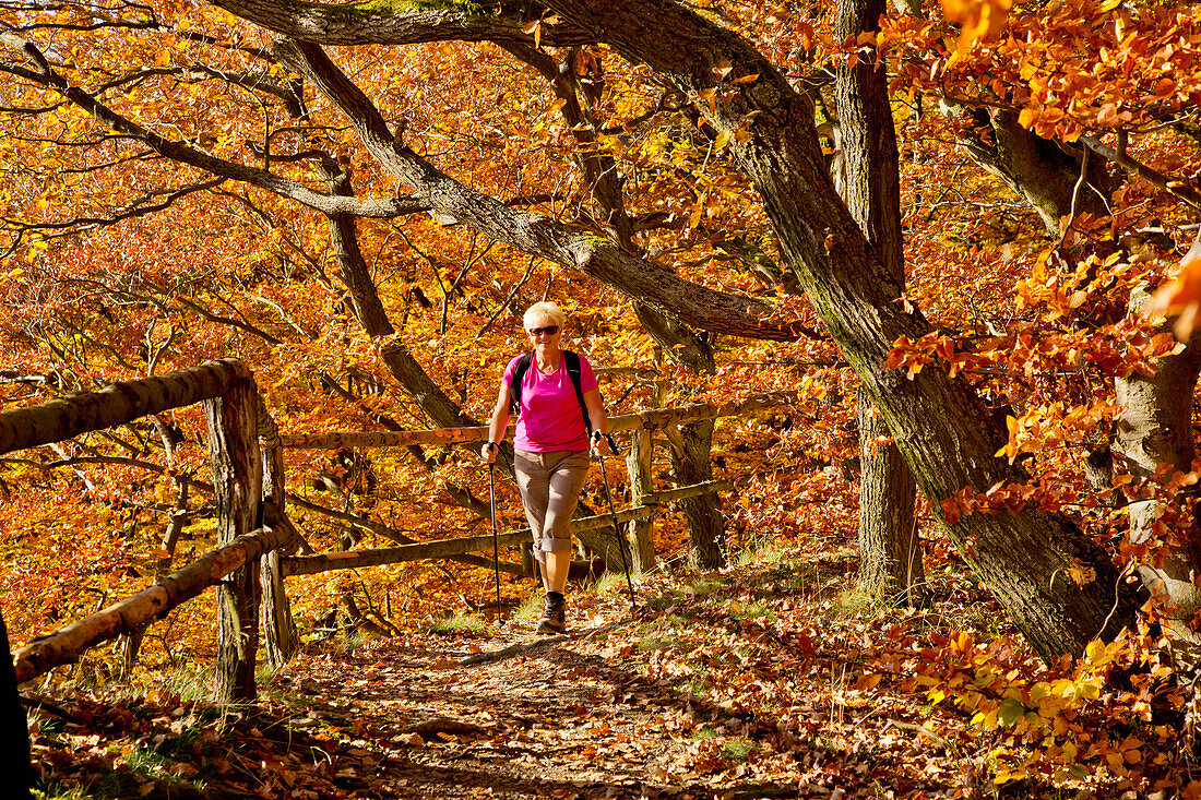 Autumn in Kellerwald forest: A female hiker walking through the golden autumn foliage in Kellerwald-Edersee National Park, Kahle Haardt Route, Hesse, Germany, Europe
