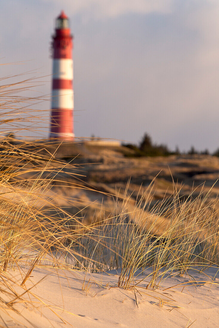 Close-up of grass on dunes with Amrum lighthouse on a sunny Winter's day, Amrum island, Schleswig-Holstein, Germany, Europe