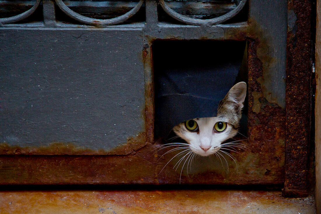 A curious cat looking out a door, Venice, Veneto, Italy, Europe