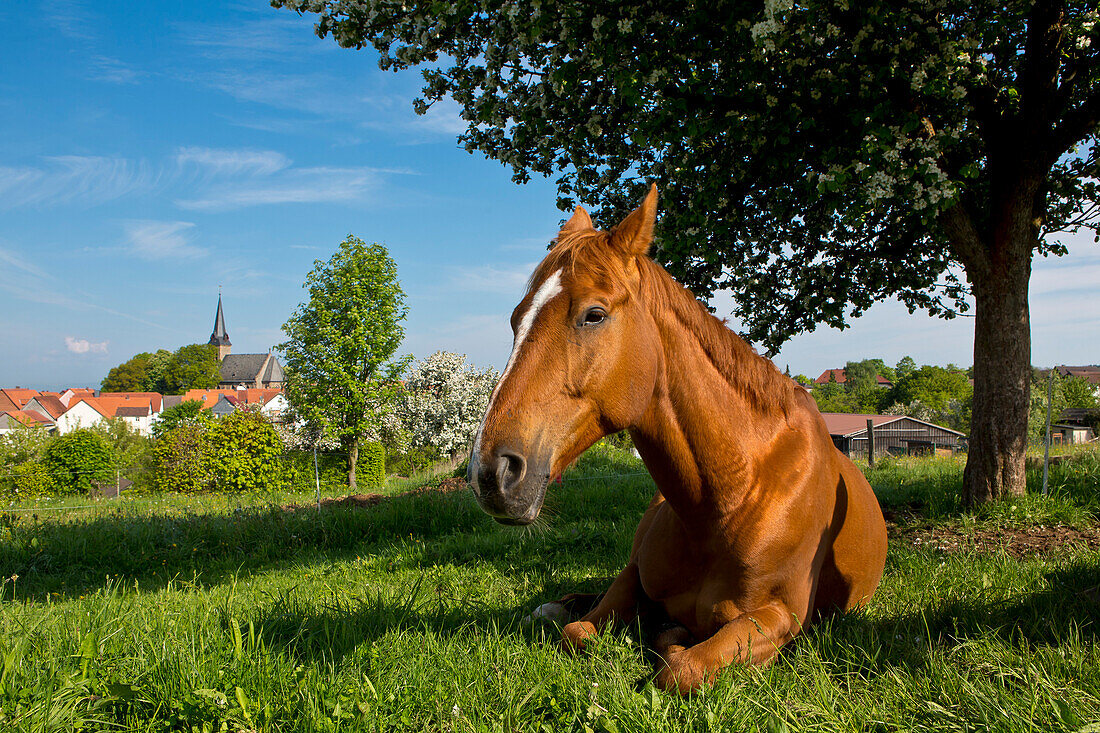 Ein braunes Pferd liegt unter einem Baum auf einer Wiese nahe dem Dorf Frankenau im Nationalpark Kellerwald-Edersee, Frankenau, Nordhessen, Hessen, Deutschland, Europa