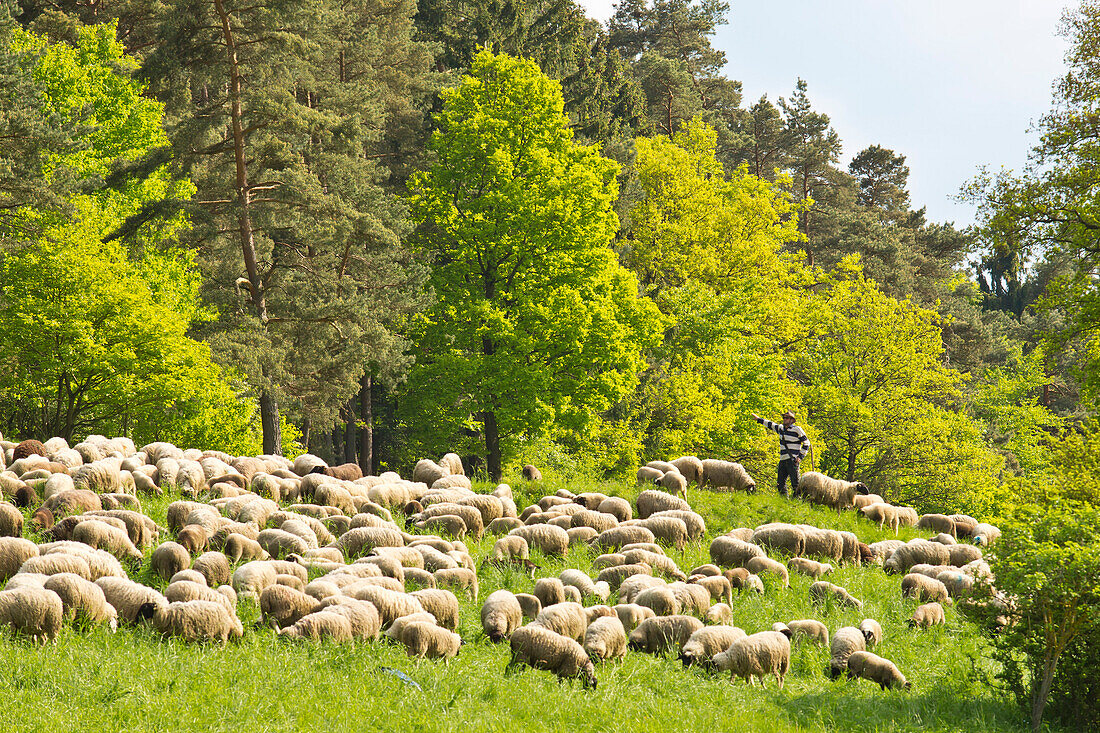 A shepherd and his flock of sheep in Lengeltal valley in Kellerwald-Edersee National Park, Frankenau, Hesse, Germany, Europe