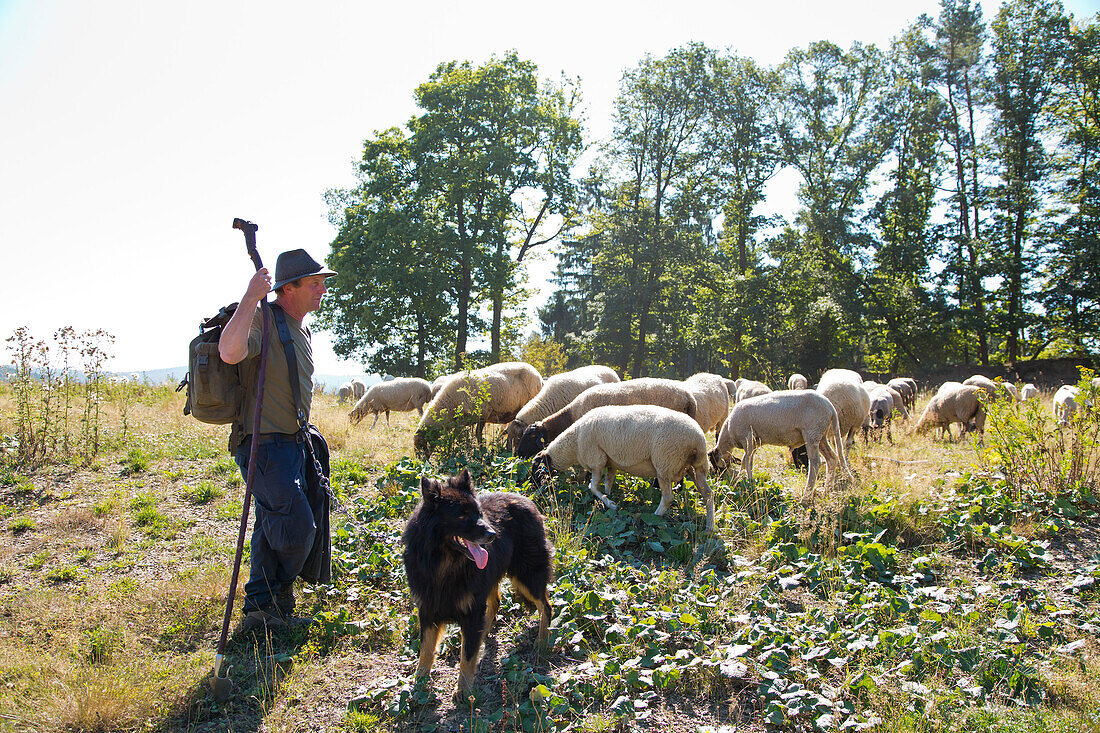 Ein Schäfer wacht mit seinem Hund über seine Herde Schafe, Armsfeld, Bad Wildungen, Nordhessen, Hessen, Deutschland, Europa