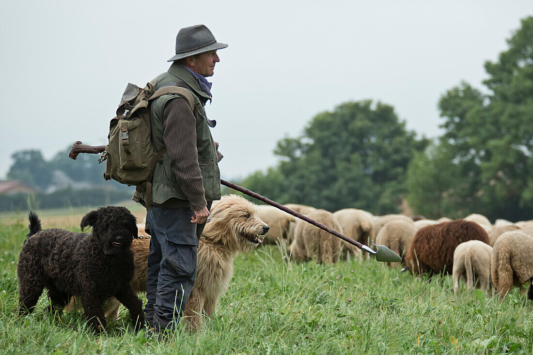 Ein Schäfer und zwei Hunde wachen über eine Herde Schafe im Lengeltal im Nationalpark Kellerwald-Edersee, Frankenau, Nordhessen, Hessen, Deutschland, Europa