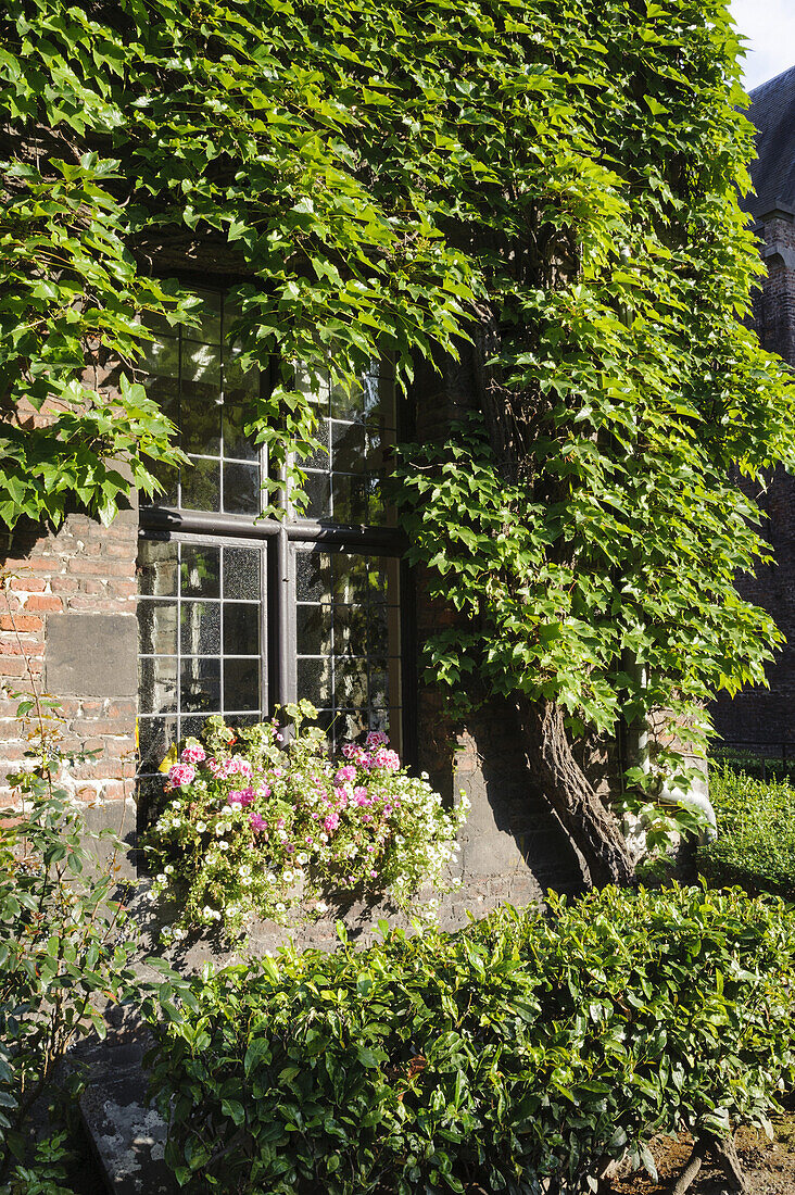 Window and grape vine, Jardin du Mayeur, guild hall, Grand Place, Mons, Hennegau, Wallonie, Belgium, Europe