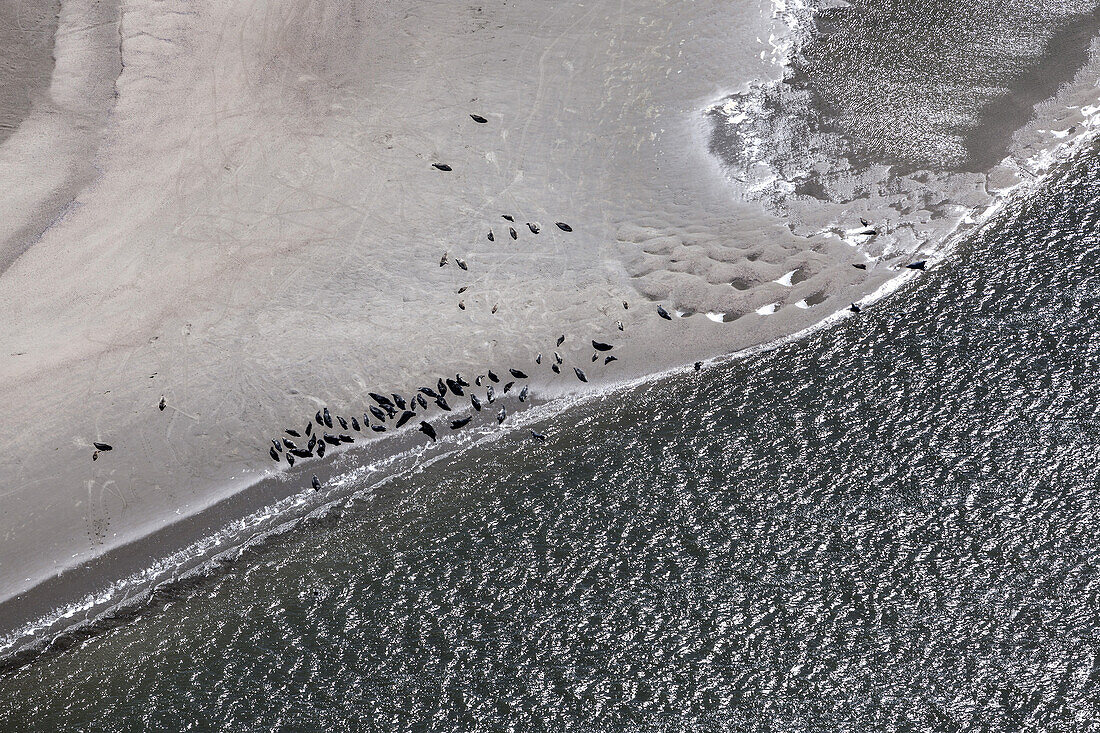 Aerial view of the Texel Vuurtoren, Texel Island, North Holland, The Netherlands