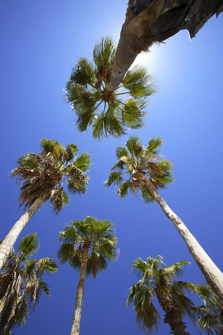 Palm trees loom above Chilleno Beach to provide much needed shade in Cabo San Lucas in Baja, Mexico. Photo by Harrison Shull/Aurora