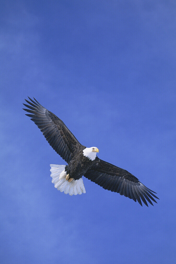 An American bald eagle Haliaeetus leucocephalus, soaring against blue sky. Photo by Cary Anderson / Aurora Photos 
