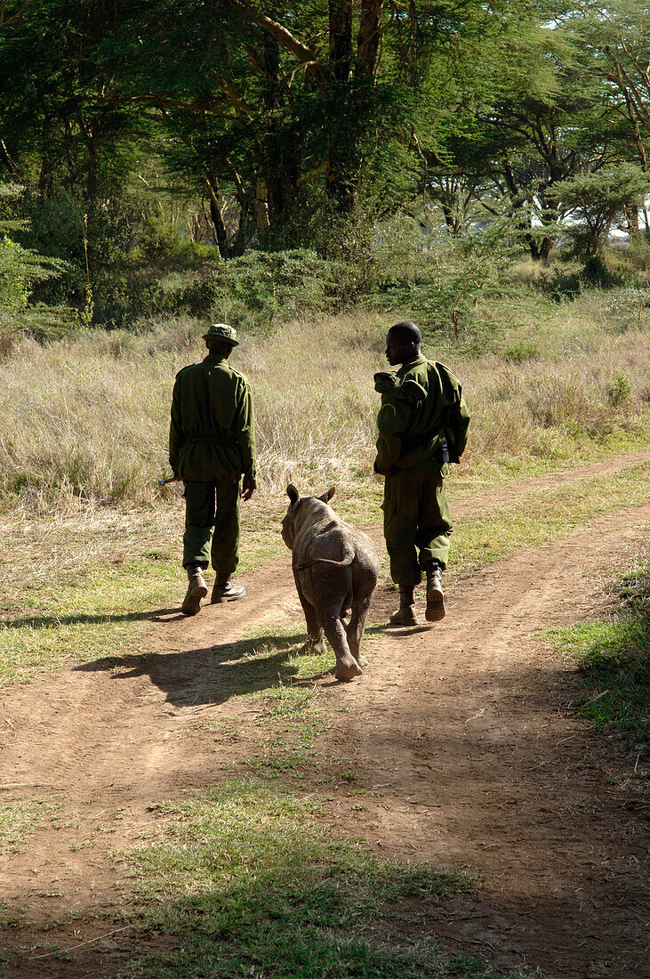 Two guards on a conservation ranch in northern Kenya at the base of Mount Kenya, watch over an orphaned white rhino who lost its parents to poachers.