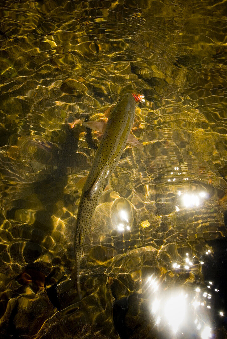 A cutthroat trout eats a fly from above in Yellowstone National Park, Wyoming.