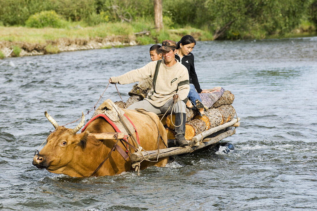 A nomadic herder family hauls wood across the Terelj River back to their camp in Gorkhi-Terelj National Park, Mongolia. The herders living in the park use ox as their beasts of burden.