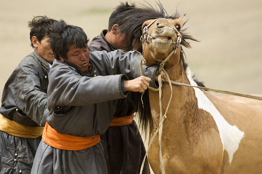 Gobi horsemen catch a stallion for saddling from a domestic herd in Gobi Gurvansaikhan National Park, Mongolia. Mongolians are reknowned horsemen, and horses remain the most important animal for Mongolians.