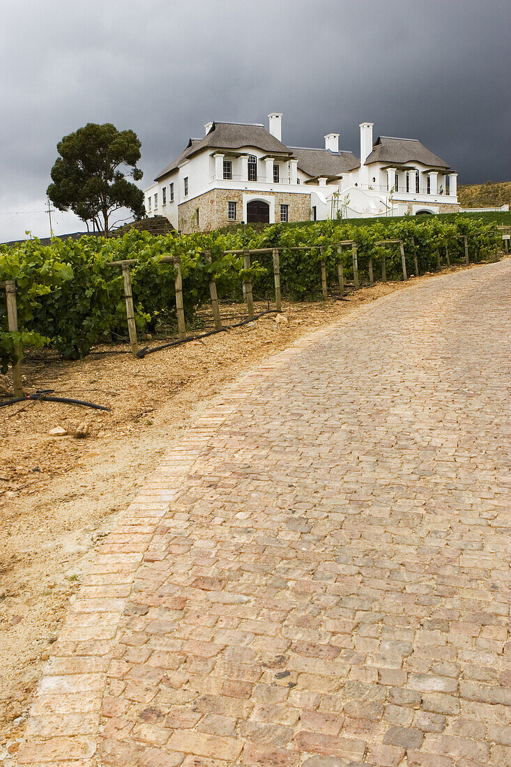 A storm looms over the vineyard of the Bouchard Finlayson, a  winery in the wine ward of Walker Bay near the coastal town of Hermanus, South Africa. Established in 1989, Bouchard Finlayson is a boutique winery dedicated to the  making of Pinot noir, Chard