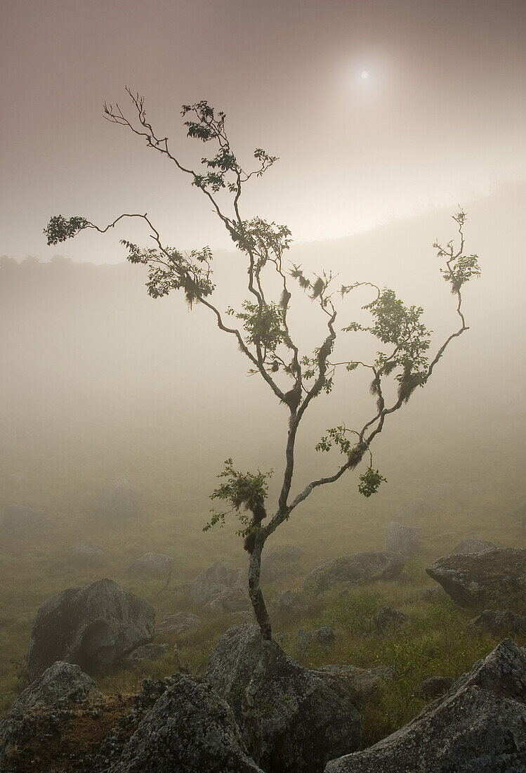 SANTIAGO ISLAND, GALAPAGOS, ECUADOR - MAY 7, 2005: A misty sunrise silhouettes an endemic Galapagos guava psidium galapageium, on Santiago Island, Galapagos, Ecuador. This plant was first collected in 1835 by Charles Darwin, who described walking through 