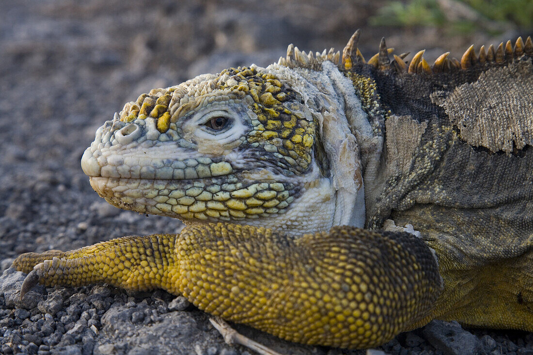 SOUTH PLAZA ISLAND, GALAPAGOS, ECUADOR - MARCH 2007: A land iguana gives the camera a sideways glance on South Plaza Island in the Galapagos. Driven to extinction in many parts of the Galapagos by wild dogs, feral cats and other invasive predators, land i