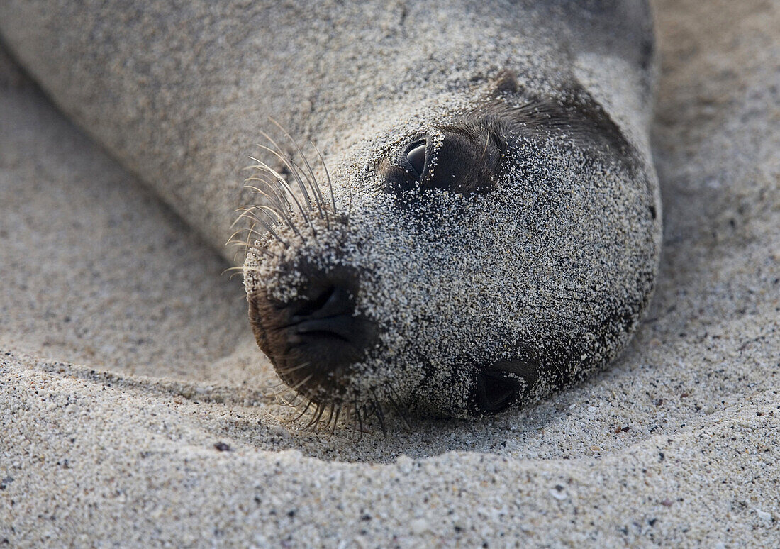 CERRO COLORADO, SANTA CRUZ ISLAND, GALAPAGOS, ECUADOR - MARCH 2007: Perhaps to get relief from mosquitoes and biting flies, a sea lion rolls in the white sand on Santa Cruz Island in the Galapagos. The Galapagos sea lion is one of the most charismatic ani