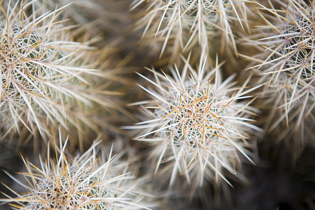 A detailed view, looking down on a cactus in the Mojave Desert, Nevada