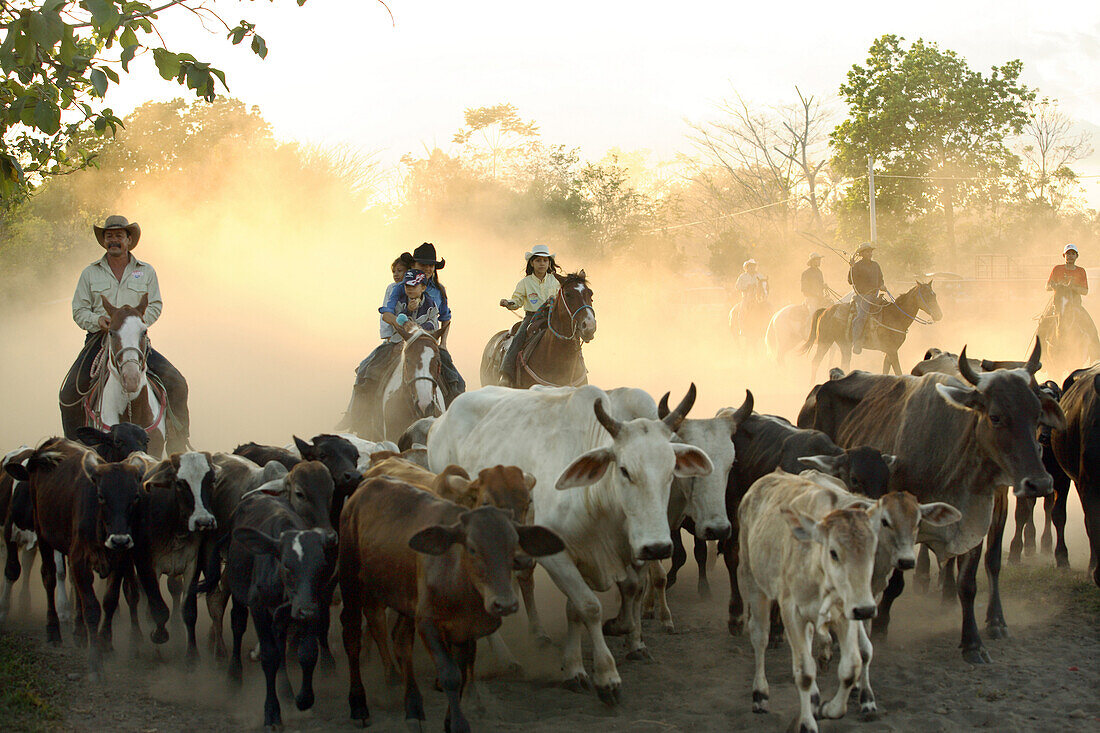 San Carlos, Panama - February 11: A cowboys round up calfs at a a lasso competition near Boquete, Panama, on February 11, 2007. In the competition, each heat features one town's team versus another in a tournament bracket style. The speed of the calf's ca