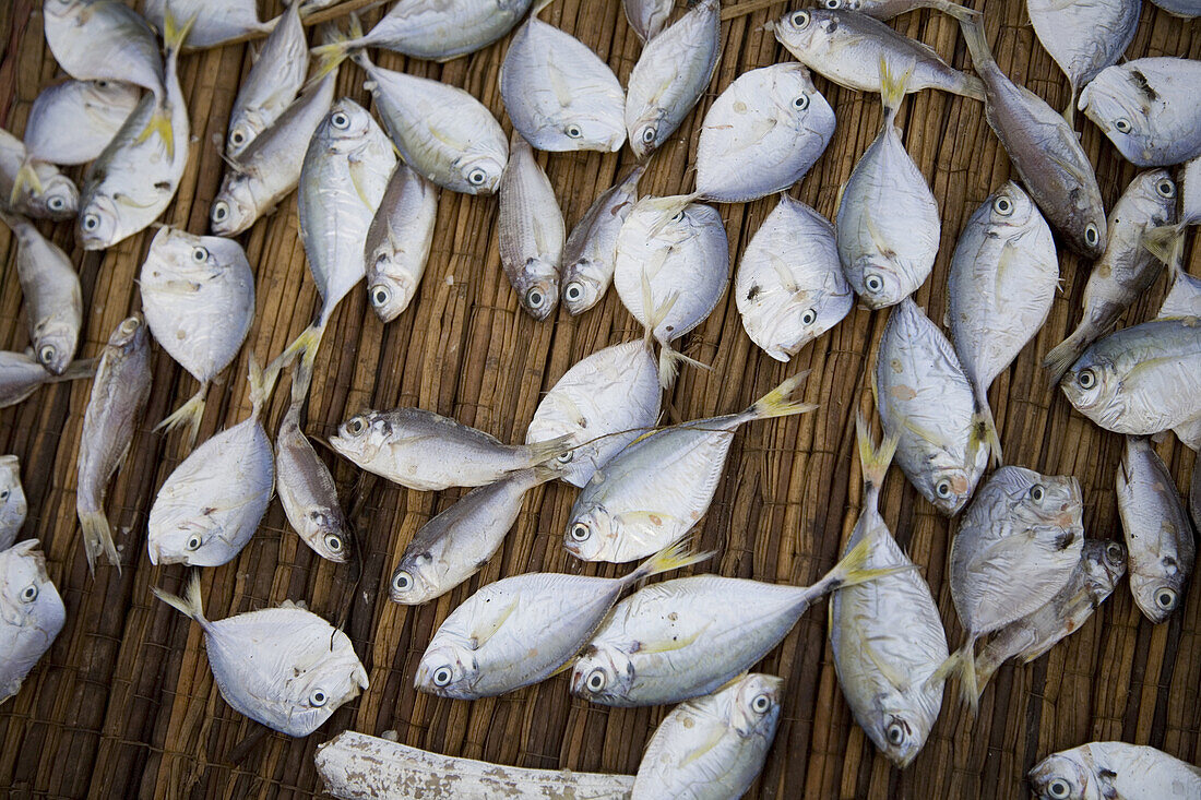 Elmina, GHANA : Tiny fish drying. Small coastal town of Elmina in Ghana with a lively harbour in the shadow of the Portuguese castle of St.George built in 1482 and used by various colonial powers to hold slaves awaiting transport.  Photo by: Christopher H