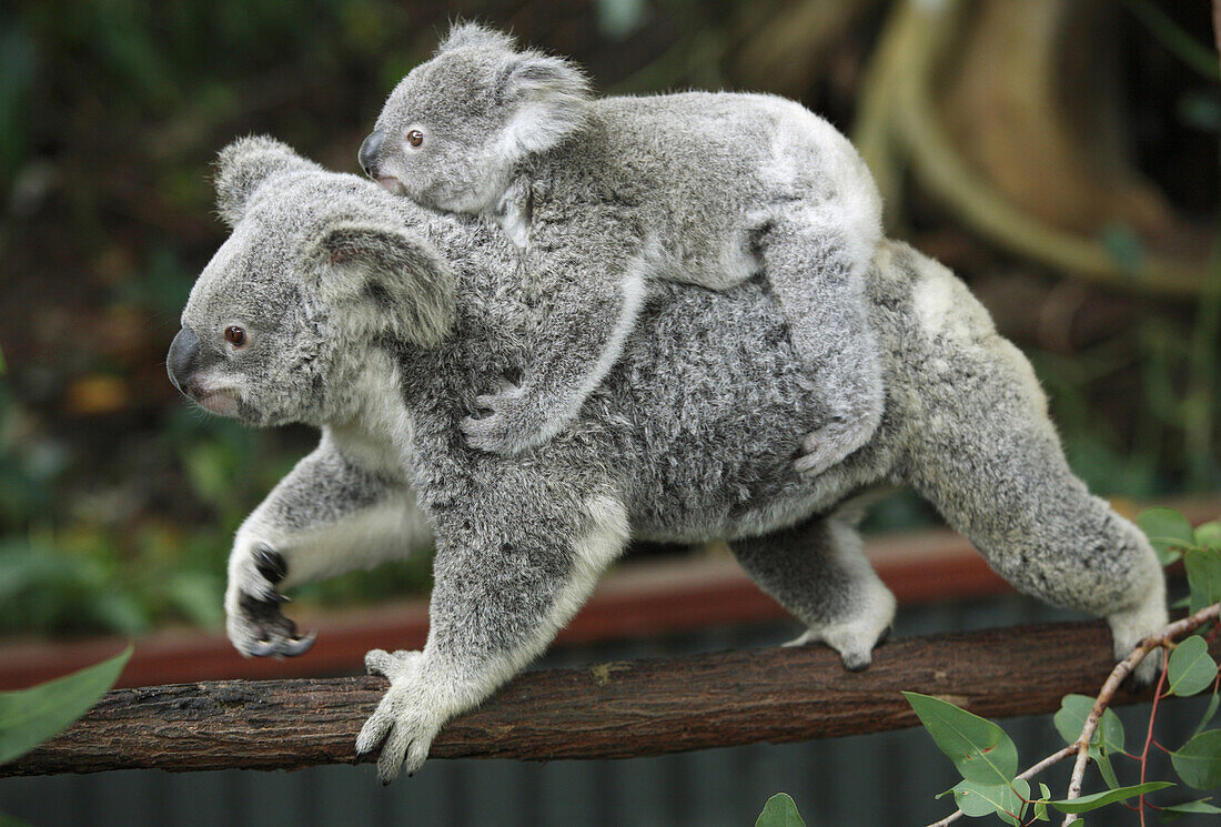 KURANDA, AUSTRALIA - JULY 17: An infant koala bear Phascolarctos cinereus, catches a ride on an older relative at Kuranda Koala Gardens, a small zoo in Kuranda, Australia, July 17, 2006. Photo by Darron R. Silva/Aurora