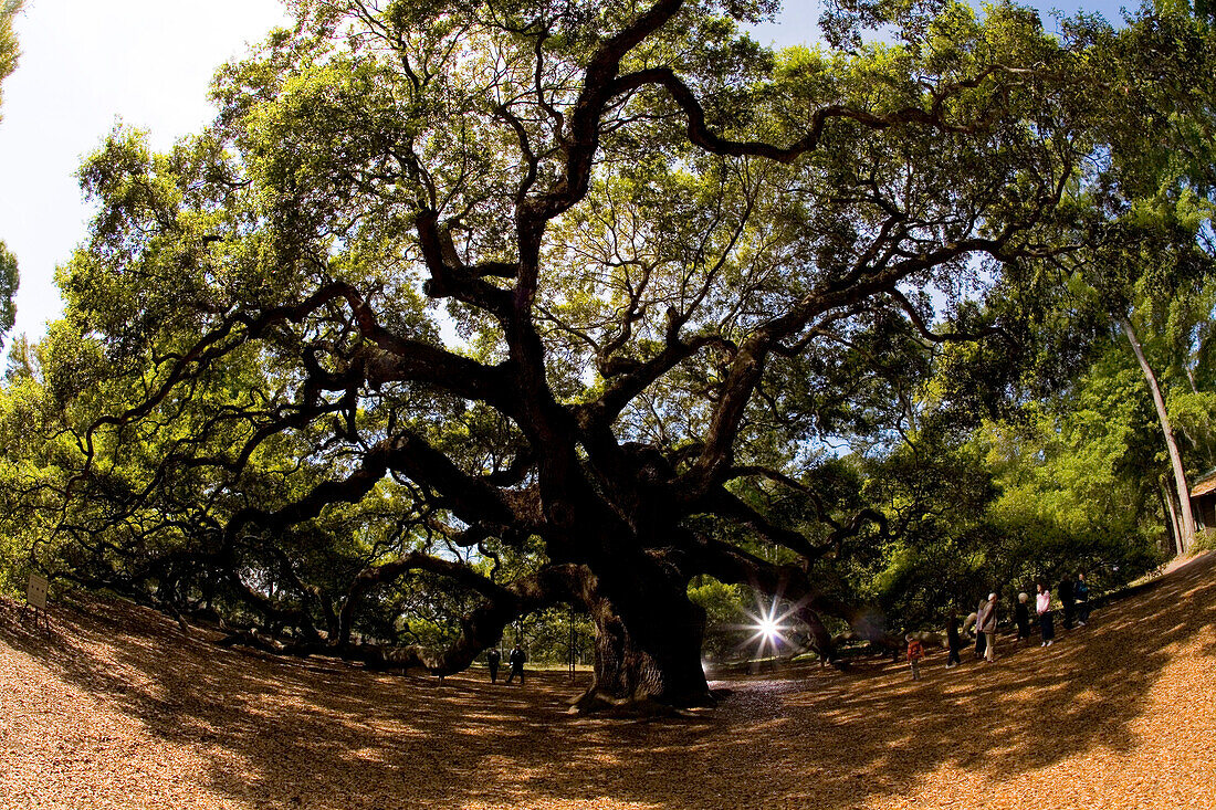 'The ''Angel Oak'' in Johns Island, SC, is thought to be more than 1400-years-old. While most of the area's live oak trees were harvested in the 18th and 19th centuries for shipbuilding, this hardy specimen survived and now measures roughly 65 feet tall a