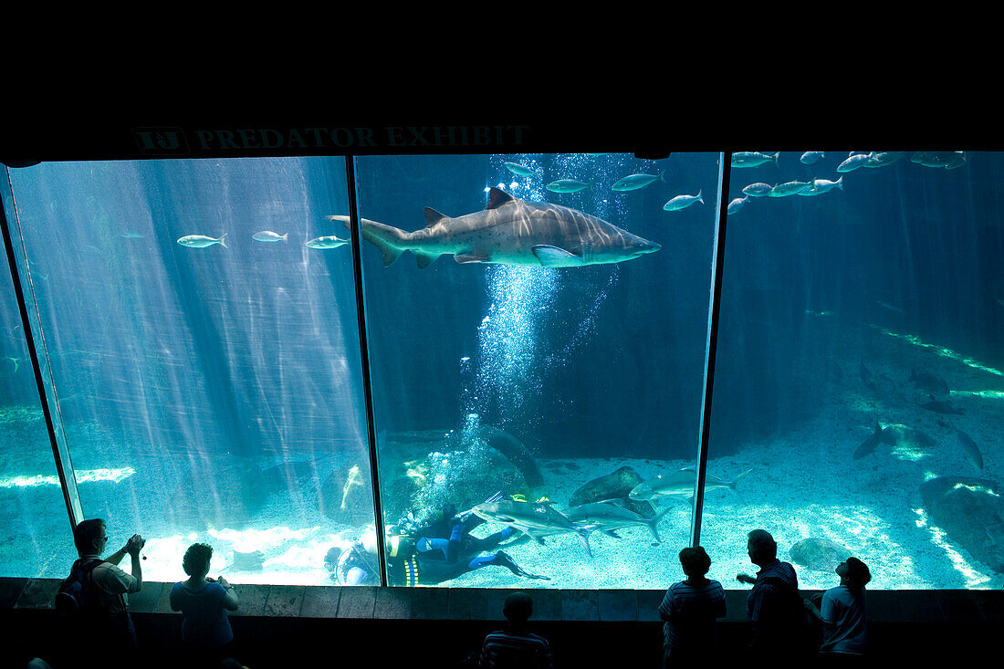 Visitors watch a scuba excursion in the shark tank at  the Two Oceans Aquarium located in the Victoria and Alfred Waterfront in Cape Town, South Africa. Photo by Jonathan Kingston/Aurora
