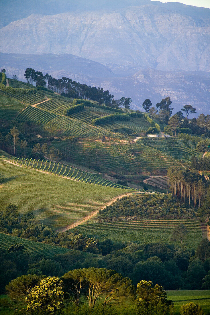 A view of the Banhoek Valley from Clouds Estate, South Africa.  Banhoek valley is located between the towns of Stellenbosch and Franschhoek in the Western Cape province and is world renown for its wines.