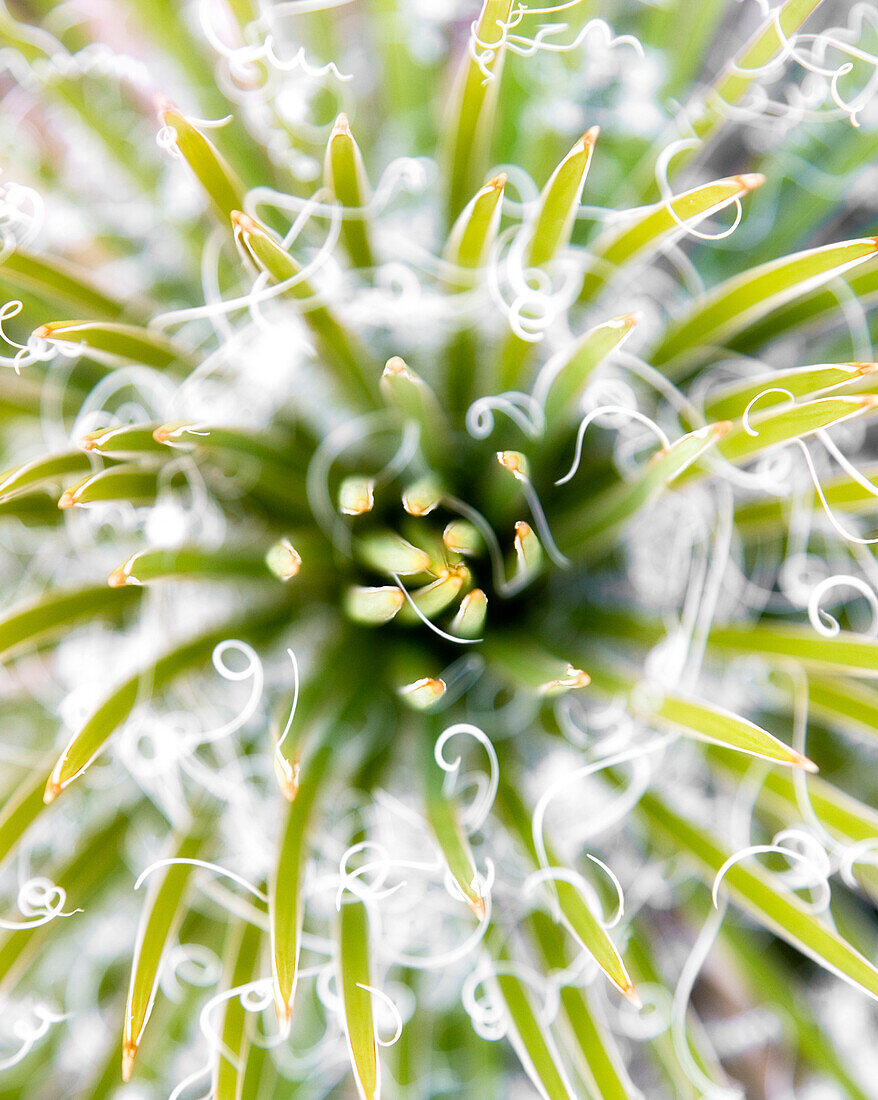 Close up of a cactus near the San Juan river in Utah.