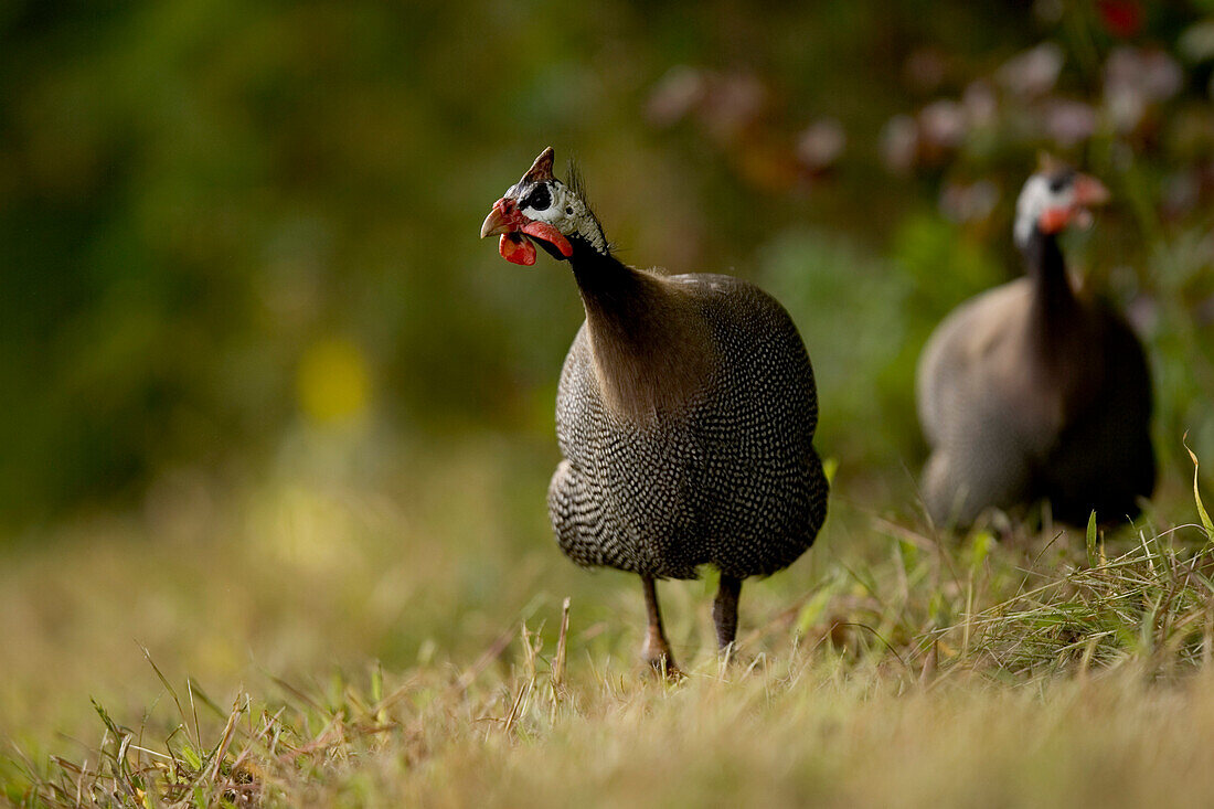 Wild turkeys Meleagris gallopavo, in the grass in Chaplin, Connecticut.