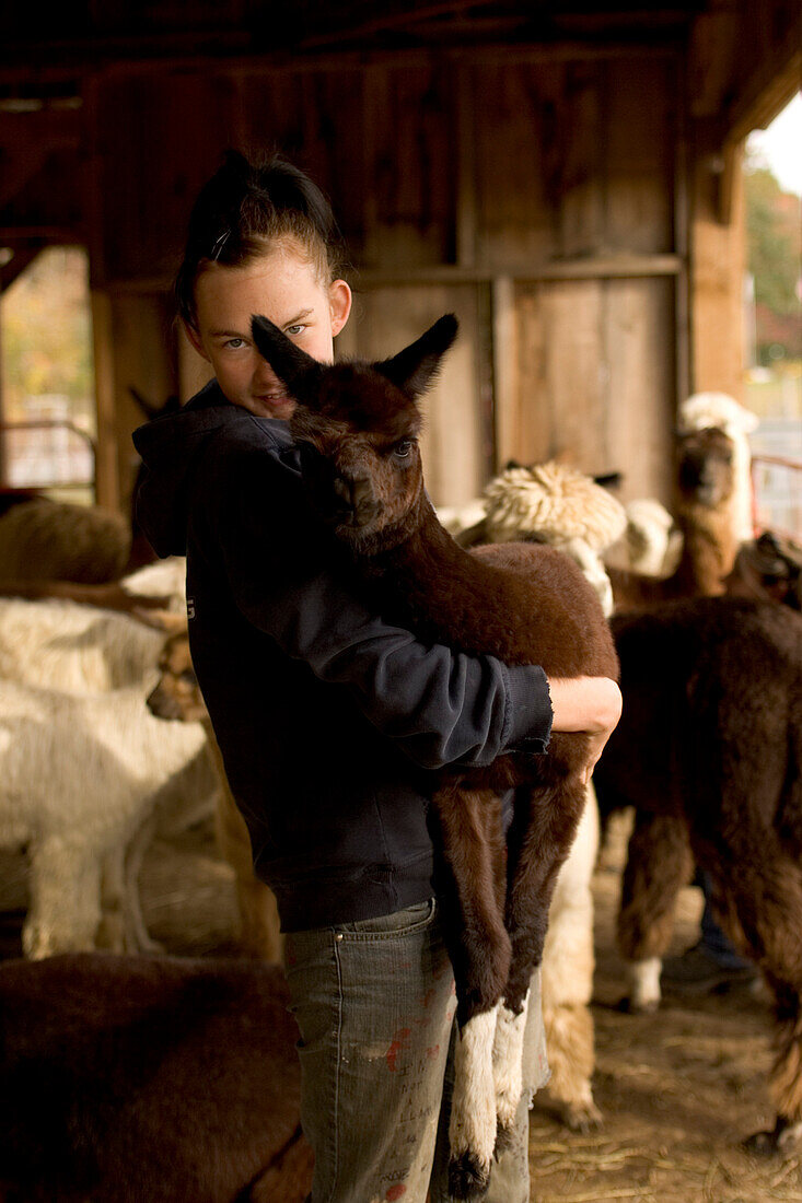 A girl holds a baby Alpaca Vicugna pacos, in her arms at the Safe Haven Alpaca Farm, B&B, and Country Store in Hampton, Connecticut.