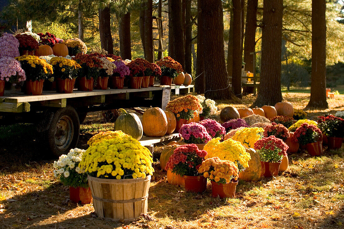 Chrysanthemums and pumpkins for sale at a farm stand near Woodstock, Connecticut.