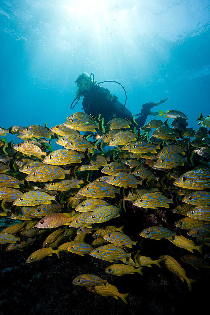 Scuba diver, Sharon Mariner, in the midst of a large school of Bluestriped grunt Haemulon sciurus,.  Large schools of fish abound at this divesite, known as Snapper ledge, in the Florida Keys National Marine Sanctuary, Key Largo, Florida.