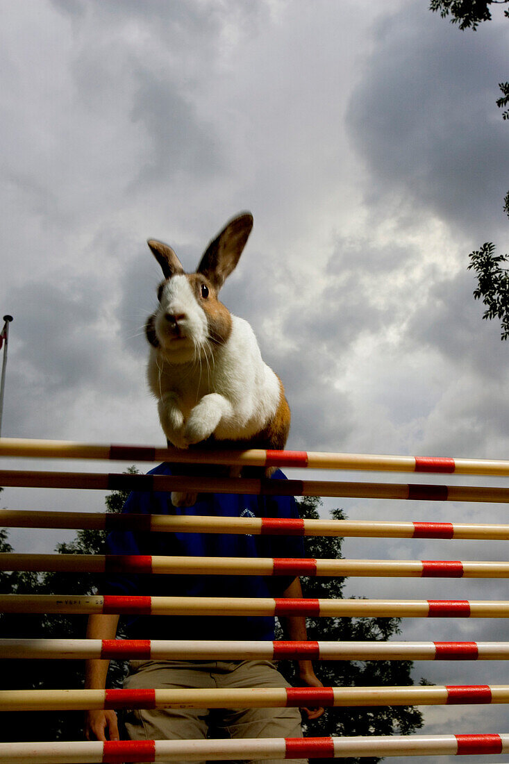 'Rasmus Bjerner, a member and record holder, of the Rabbit Jumping Association, trains his rabbit at a nature center in the countryside outside of Arhus, Denmark.The association, 30 members strong, is partially funded by the municipality.  Approximately 9