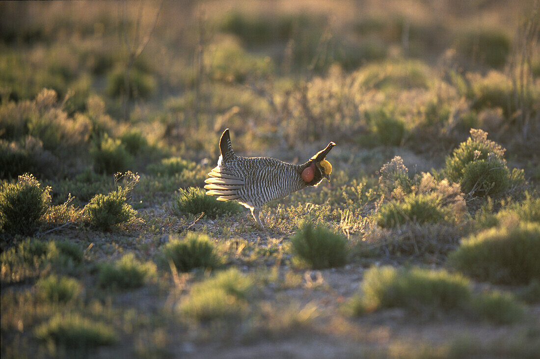 A lesser prairie chicken tympanuchus pallidicintus, stands among brush and scrub in Milnesand, New Mexico.