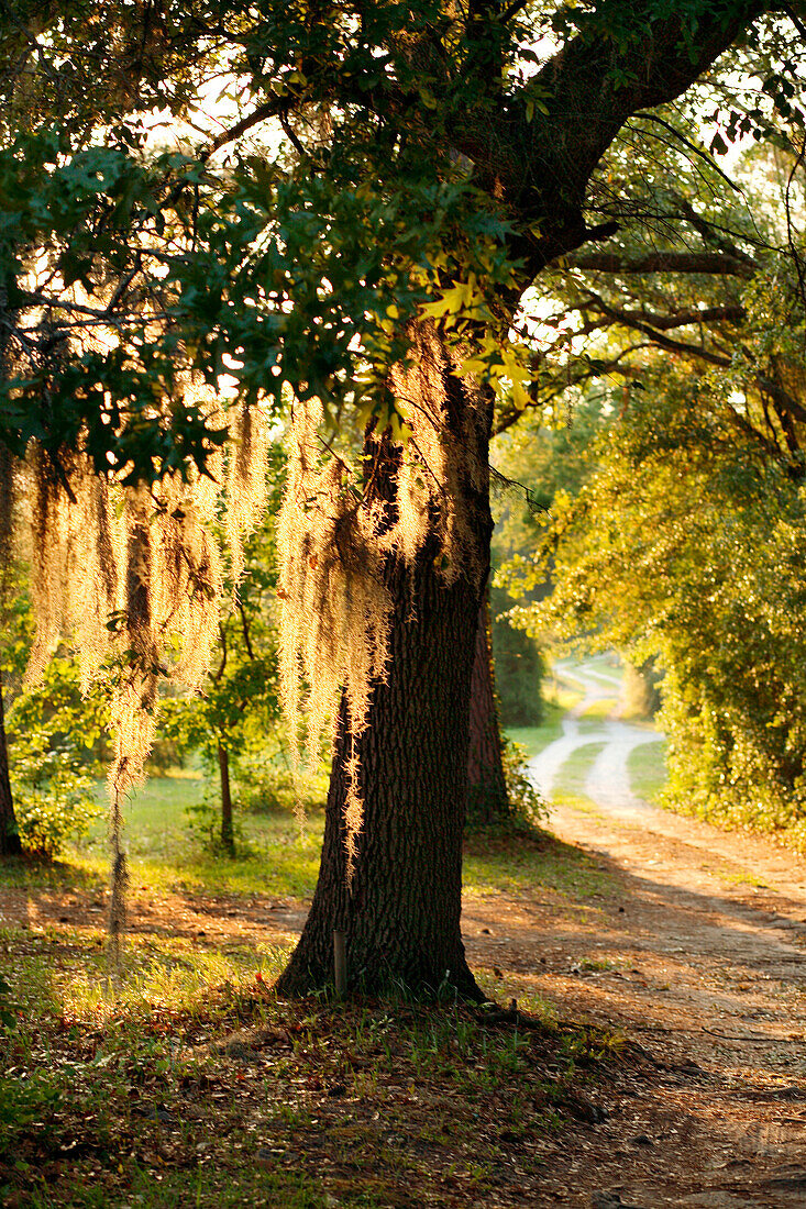 Spanish moss glows with light from the setting sun next to a dirt road in Wilmington, North Carolina, on May 12, 2007.