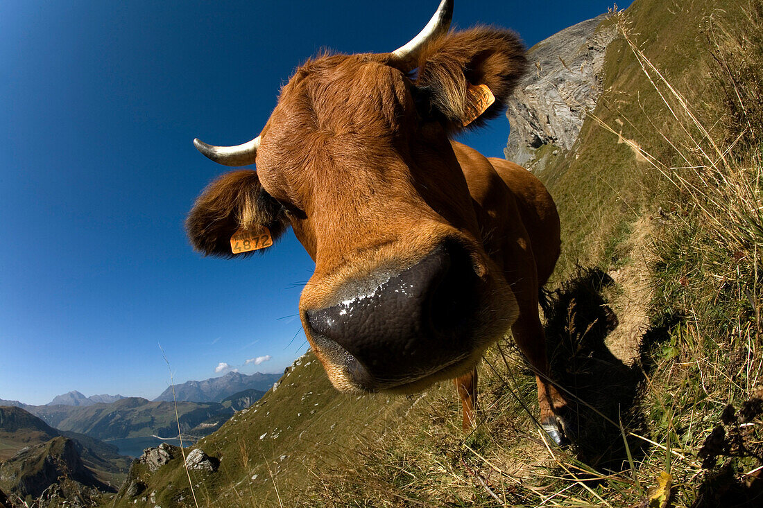 ROSELAND PASS, SAVOIE, FRANCE-SEPTEMBER 15, 2007: A portrait of a cow near the Roseland Pass in the French Alps in Savoie, France on September 15, 2007.