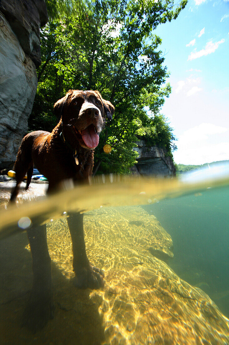 Half-in and half-out photo of Morgan - a chocolate labrador retriever - in the clear waters of Summersville Lake near Fayetteville, WV