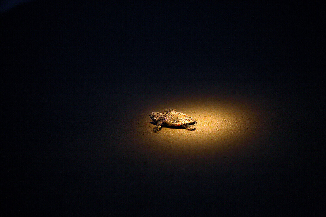 A volunteer's headlight guides a newly hatched sea turtle into the waters of Wrightsville Beach, NC. Baby turtles often follow the brightest object they can see, so when possible volunteers help the hatchlings find the ocean by trailing flashlights along 