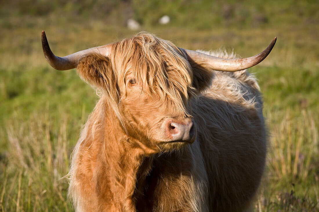 Highland cow, Isle of Skye, Scotland, United Kingdom, August 2007