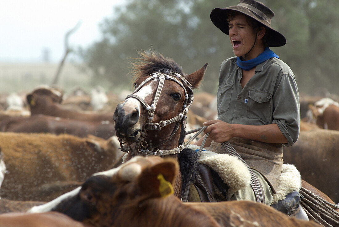 Gauchos work with cattle at Estancia Ibera, Esteros del Ibera, Corrientes Province, Argentina