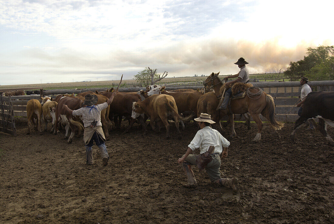 Gauchos work with cattle on Estancia Ibera, Esteros del Ibera, Corrientes Province, Argentina